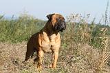 BULLMASTIFF 021